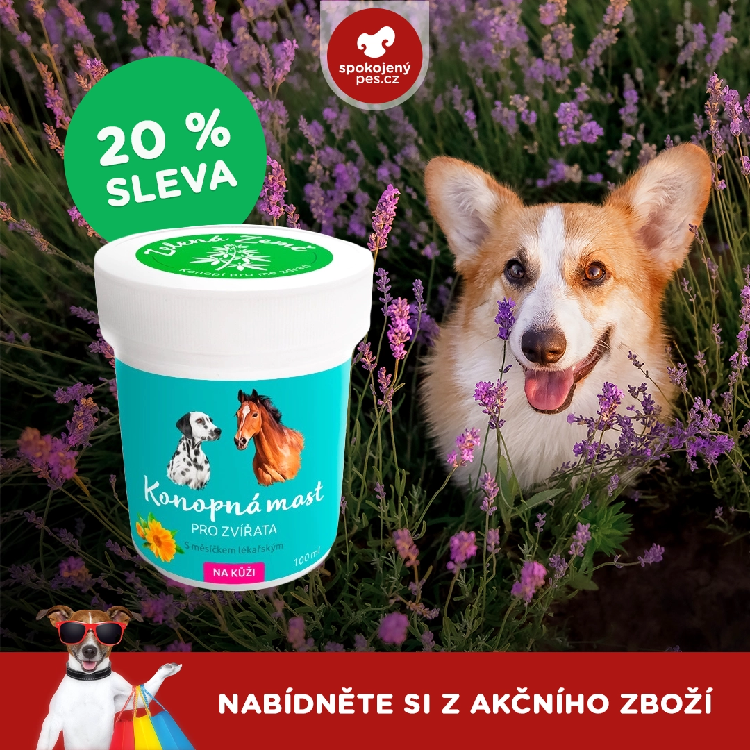 dog09 - kopie.webp